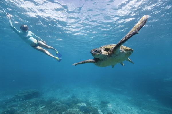Lady Enid Whitsundays often encounter turtles